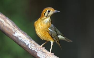 Geokichla citrina (Latham, 1790) 橙頭地鶇