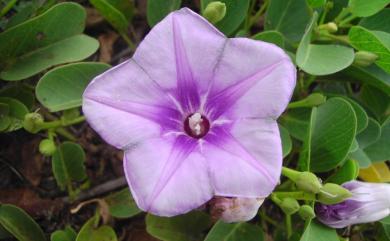 Ipomoea pes-caprae subsp. brasiliensis (L.) Ooststr. 馬鞍藤