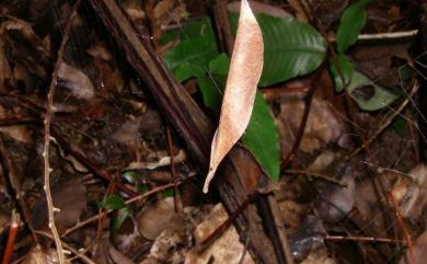 Acusilas coccineus Simon, 1895 吊葉蛛