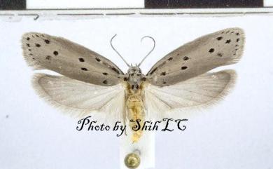 Ethmia lapidella (Walsingham, 1880) 厚殼樹篩蛾