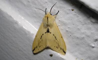 Lemyra wernerthomasi Inoue, 1993 湯馬士氏望橙燈蛾