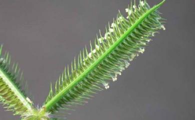Dactyloctenium aegyptium 龍爪茅
