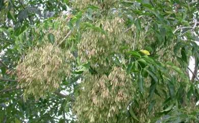 Fraxinus griffithii 白雞油