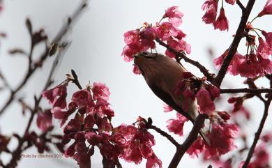 Yuhina brunneiceps Ogilvie-Grant, 1906 冠羽畫眉