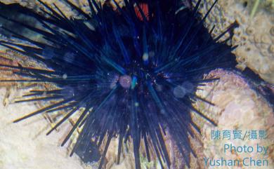 Stomopneustes variolaris Lamarck, 1816 口鰓海膽