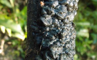 Exidia glandulosa 黑膠菌