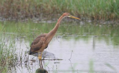 Ardea purpurea manilensis 紫鷺