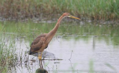 Ardea purpurea manilensis Meyen, 1834 紫鷺