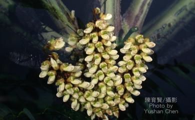 Maackia taiwanensis Hoshi & H.Ohashi 臺灣馬鞍樹