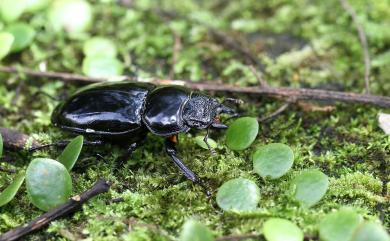 Pseudorhaetus sinicus concolor Benesh, 1960 漆黑鹿角鍬形蟲