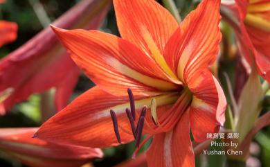 Hippeastrum puniceum (Lam.) Voss 孤挺花