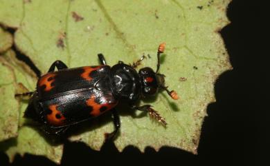 Nicrophorus nepalensis Hope, 1831 橙斑埋葬蟲