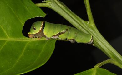 Papilio polytes polytes Linnaeus, 1758 玉帶鳳蝶