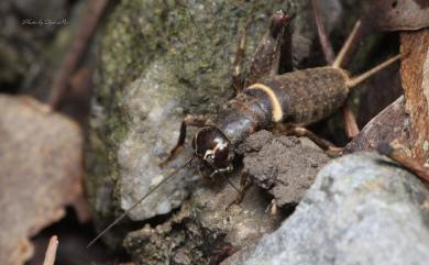 Teleogryllus mitratus (Burmeister, 1838) 白緣眉紋蟋蟀