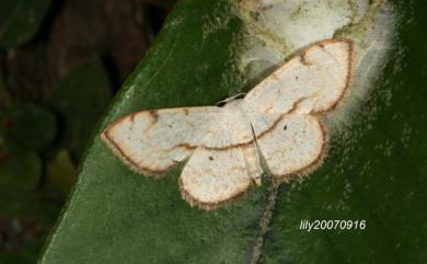 Scopula rantaizanensis (Wileman, 1915)