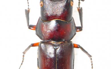 Prosopocoilus formosanus (Miwa, 1929) 雙鉤鋸鍬形蟲