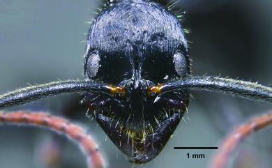 Leptogenys kitteli Mayr, 1870 吉悌細顎針蟻