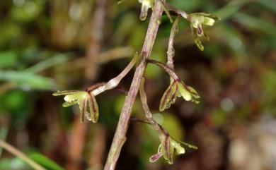 Tipularia odorata Fukuy. 南湖蠅蘭