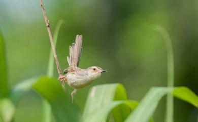 Prinia inornata flavirostris (Swinhoe, 1863) 褐頭鷦鶯(台灣亞種)