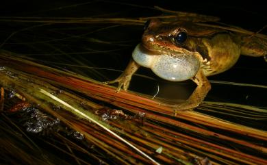 Nidirana adenopleura (Boulenger, 1909) 腹斑蛙