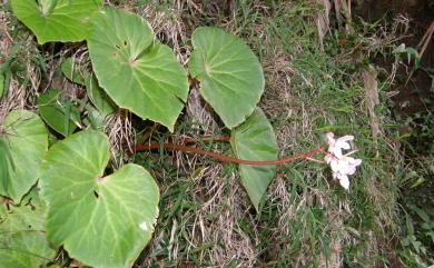 Begonia fenicis 蘭嶼秋海棠