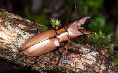 Cyclommatus asahinai Y. Kurosawa, 1974 豔細身赤鍬形蟲