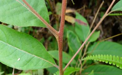 Alniphyllum pterospermum Matsum. 假赤楊