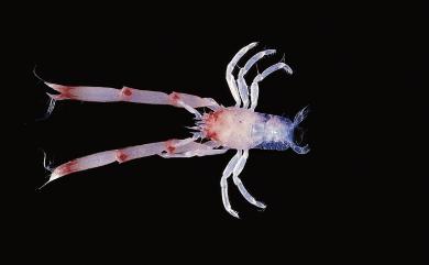 Uroptychus zezuensis Kim, 1972 濟州島折尾蝦