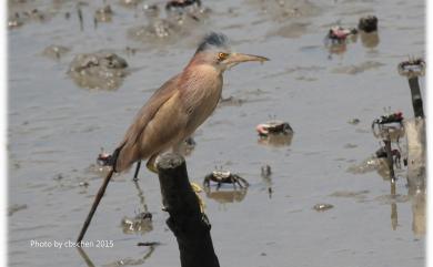 Ixobrychus sinensis (J. F. Gmelin, 1789) 黃小鷺