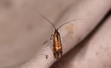 Nemophora uncella Kozlov, 1997 肘帶長角蛾