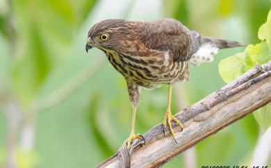 Accipiter virgatus fuscipectus Mees, 1970 松雀鷹(台灣特有亞種)