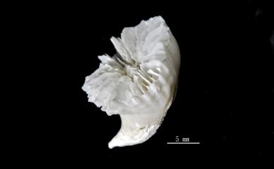 Caryophyllia ambrosia Alcock, 1898 珍貴葵珊瑚