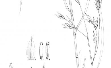 Bromus catharticus Vahl 大扁雀麥