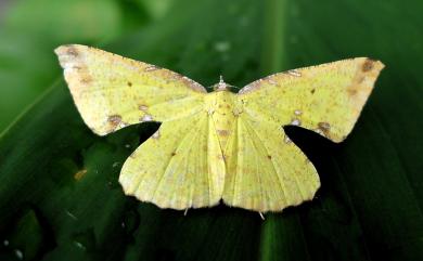 Corymica arnearia Walker, 1860