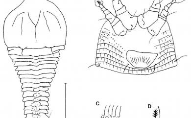 Neoshevtchenkella pinnatiae Huang, 2001 番龍眼新謝節蜱