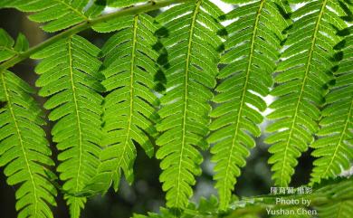 Alsophila spinulosa (Wall. ex Hook.) R.M.Tryon 臺灣桫欏