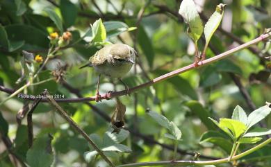 Phylloscopus inornatus (Blyth, 1842) 黃眉柳鶯