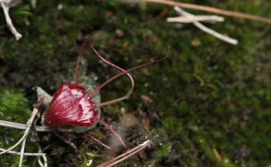 Corybas sinii 辛氏盔蘭