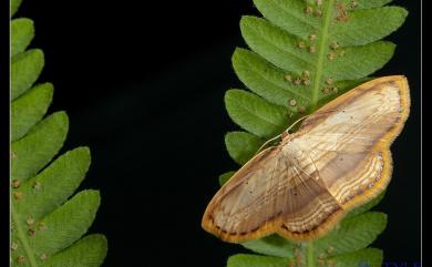 Drapetodes mitaria Guenée, 1857 細紋黃鉤蛾