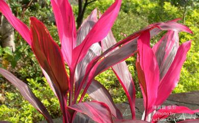 Cordyline fruticosa 朱蕉