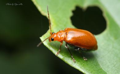 Aulacophora indica (Gmelin, 1790) 黃守瓜