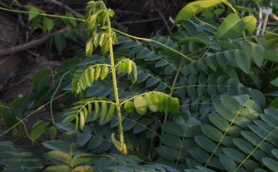 Caesalpinia bonduc 老虎心