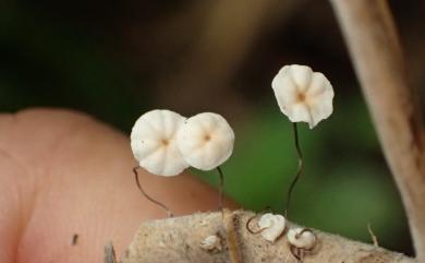 Marasmius 小皮傘屬