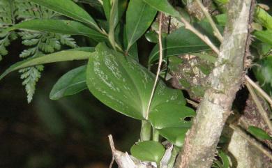 Liparis cordifolia 心葉羊耳蒜