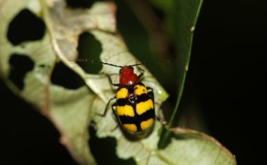 Paleosepharia formosana (Chujo, 1935) 蓬萊凹翅螢金花蟲