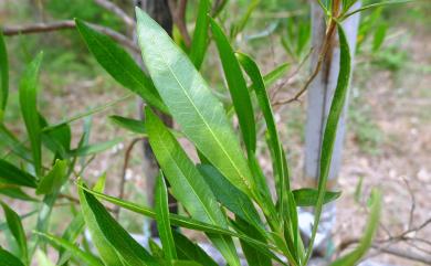 Dodonaea viscosa 車桑子