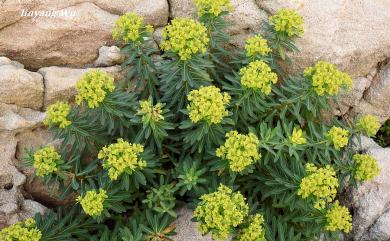 Euphorbia jolkini Boiss., 1860 岩大戟