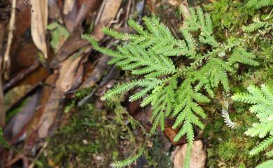 Selaginella delicatula (Desv. ex Poir.) Alston 全緣卷柏