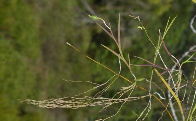 Dendrobium equitans Kraenzl. 燕子石斛