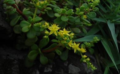 Sedum formosanum N.E.Br. 臺灣佛甲草